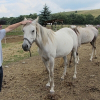 Chov arabských koní