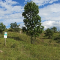 Mohylky