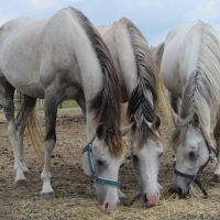 Chov arabských koní